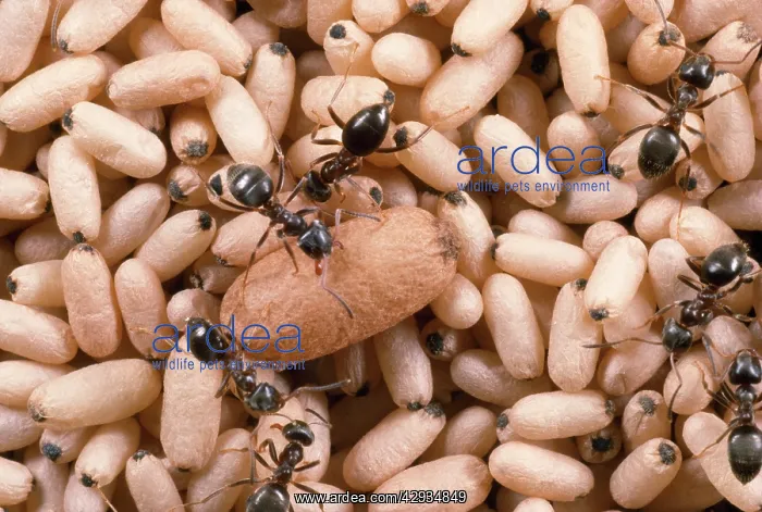 : Black Garden Ant - nest with pupae : Black Garden Ant - nest with pupae