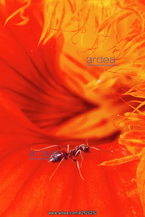 : Black Garden ANT - on petal : Black Garden ANT - on petal