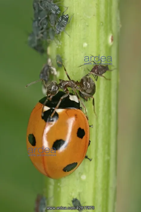 : Black Garden Ant - protecting aphids from 7-spot Ladybird : Black Garden Ant - protecting aphids from 7-spot Ladybird