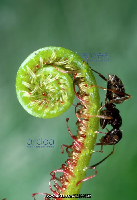 : Black Garden Ant - on sundew curl : Black Garden Ant - on sundew curl