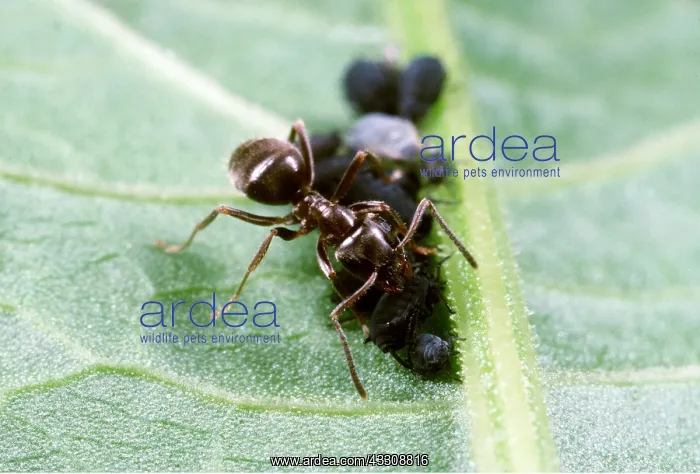 : BLACK GARDEN ANT - Tending aphids : BLACK GARDEN ANT - Tending aphids