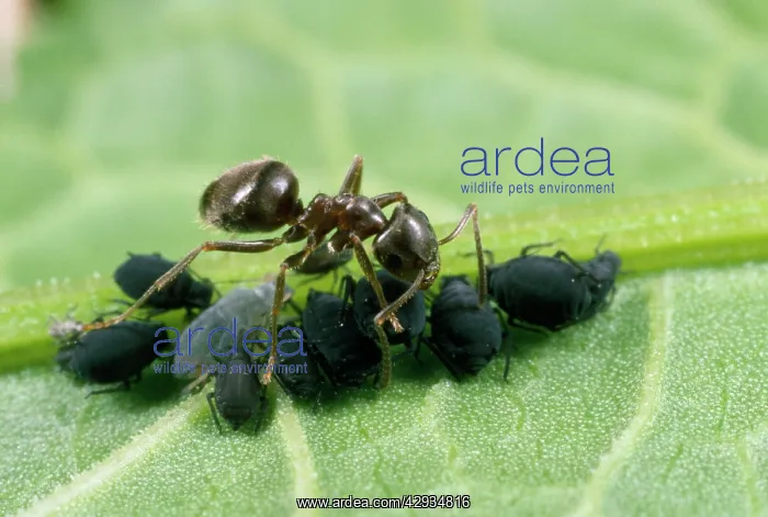 : Black Garden Ant - tending black bean aphids : Black Garden Ant - tending black bean aphids
