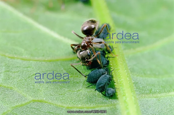 : Black garden ANT - tending / milking aphids / blackfly : Black garden ANT - tending / milking aphids / blackfly