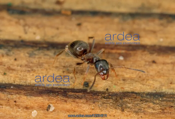 : Black Garden Ant - on wood : Black Garden Ant - on wood