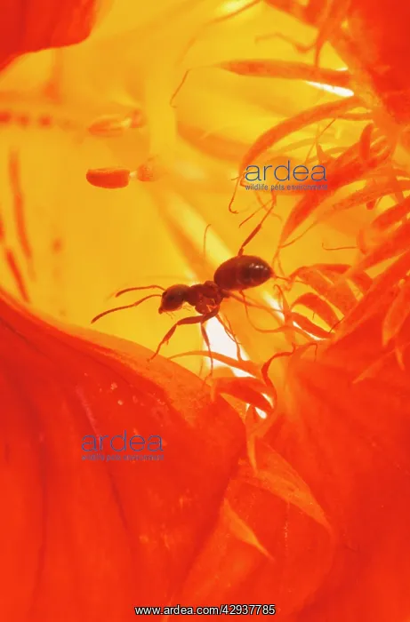  : Black Garden Ants