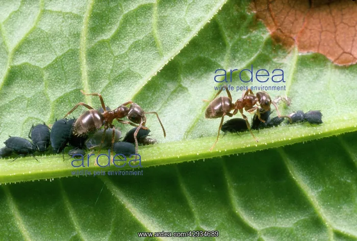 : Black Garden Ants - on leaf, tending aphids : Black Garden Ants - on leaf, tending aphids