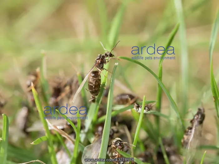 : Black garden ants - winged females : Black garden ants - winged females