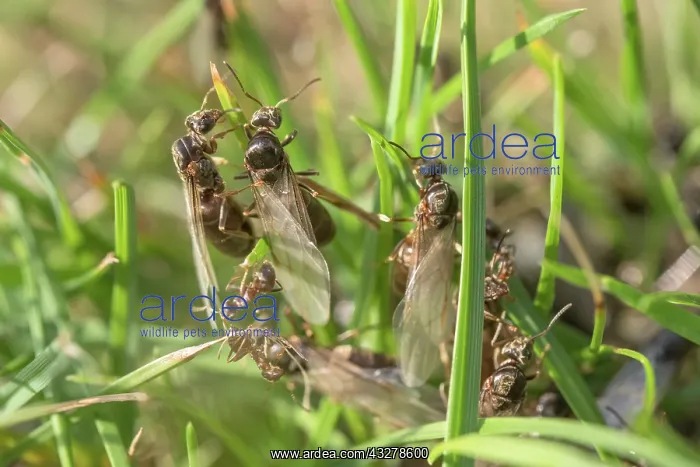 : Black garden ants - winged females : Black garden ants - winged females