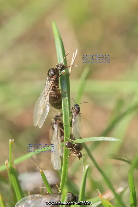 : Black garden ants - winged females and males : Black garden ants - winged females and males
