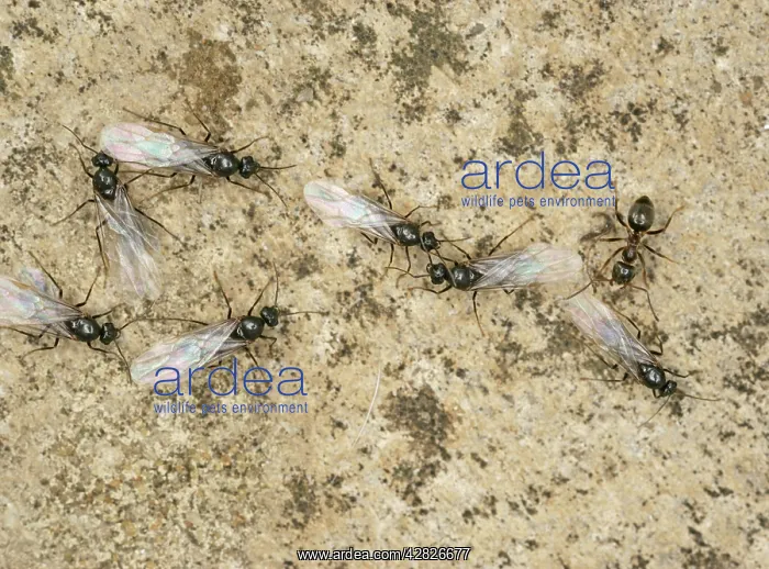 : Black Garden Ants - winged leaving nest : Black Garden Ants - winged leaving nest