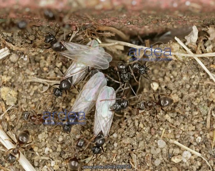 : Black garden ants - winged leaving nest : Black garden ants - winged leaving nest