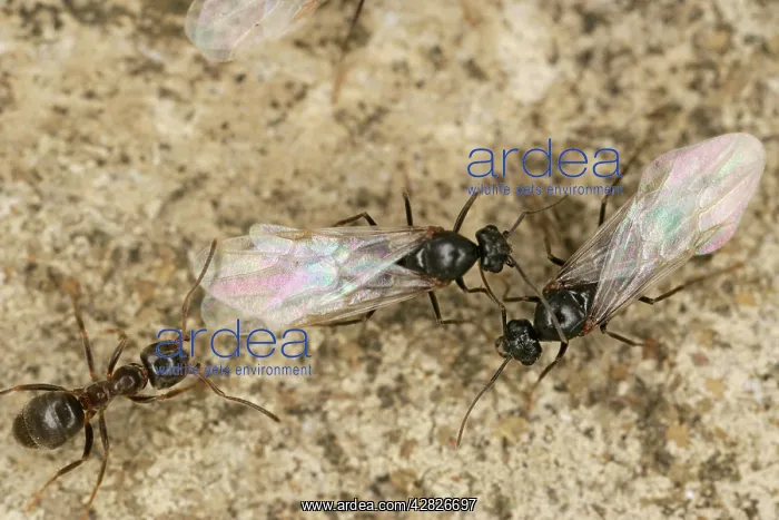 : Black Garden Ants - winged queens with worker : Black Garden Ants - winged queens with worker