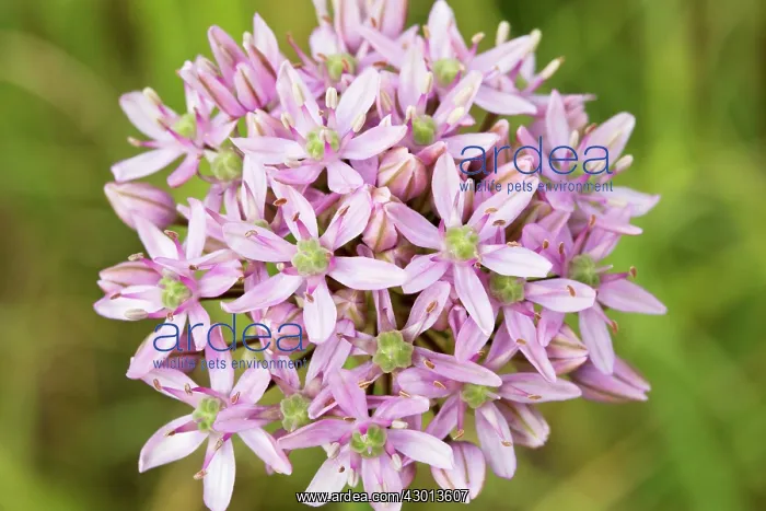  : Black Garlic  /  Broadleaf Garlic Chios, Greece