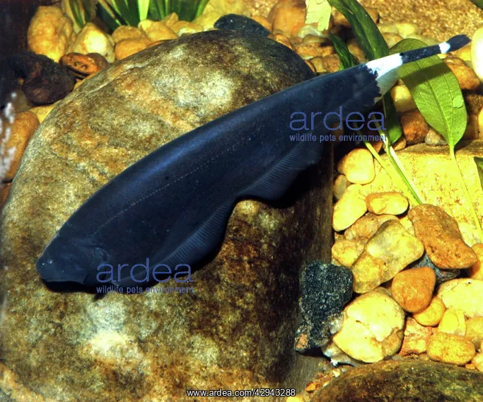 : Black Ghost-knife fish, electric fish found in : Black Ghost-knife fish, electric fish found in