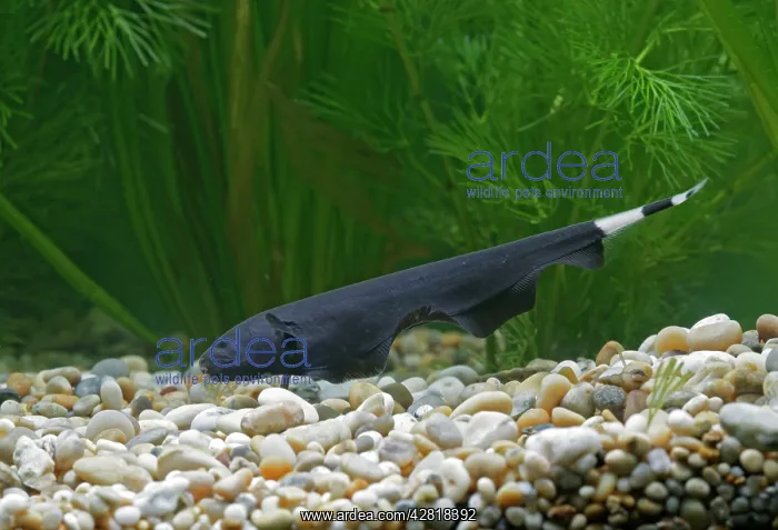 : Black Ghost Knifefish - side view on bottom by weeds : Black Ghost Knifefish - side view on bottom by weeds