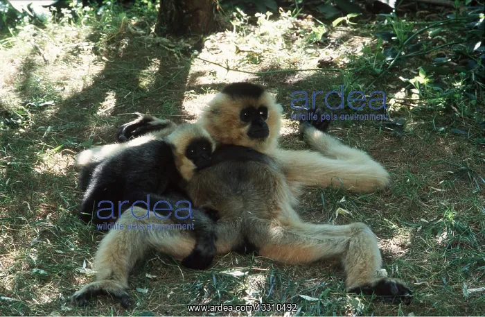 : BLACK GIBBON - and young on ground : BLACK GIBBON - and young on ground