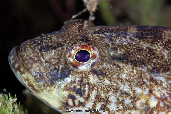 : Black Goby : Black Goby