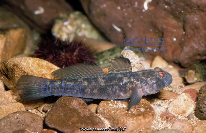 : BLACK GOBY - BY ROCKS, UK : BLACK GOBY - BY ROCKS, UK