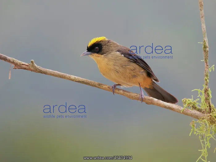 : Black Goggled Tanager Trichothraupis melanops Atlantic : Black Goggled Tanager Trichothraupis melanops Atlantic