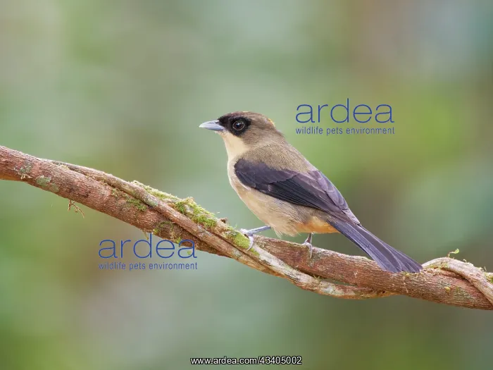 : Black Goggled Tanager Trichothraupis melanops Atlantic : Black Goggled Tanager Trichothraupis melanops Atlantic