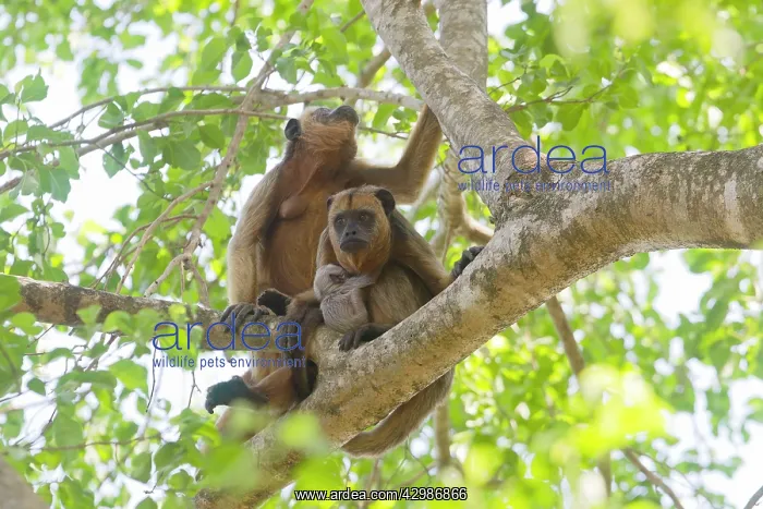: Black and Gold Howler Monkey : Black and Gold Howler Monkey