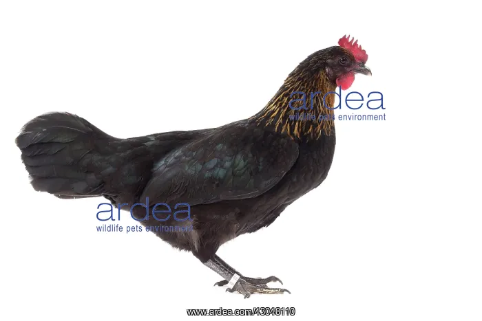  : black golden hackle Ardennaise Chicken hen