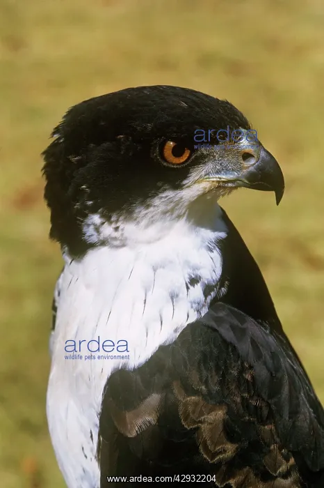 : Black Goshawk - female : Black Goshawk - female