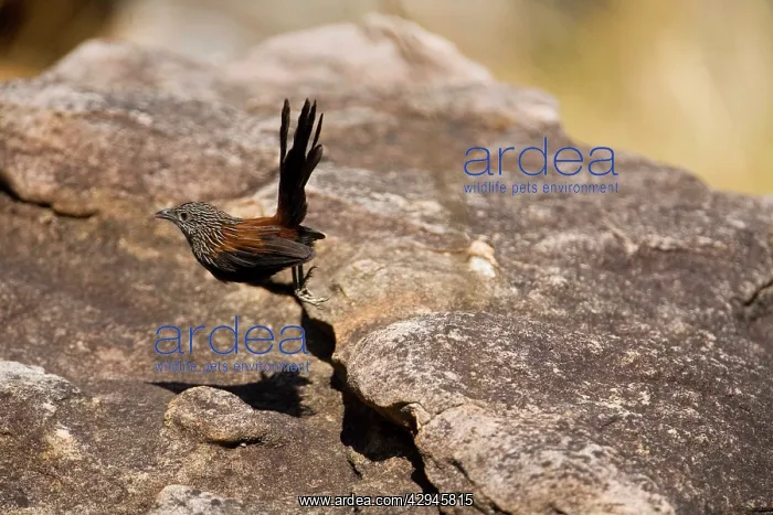 : Black Grasswren - bounds from rock to rock disappearing : Black Grasswren - bounds from rock to rock disappearing