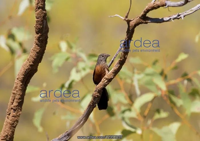 : Black Grasswren - female : Black Grasswren - female