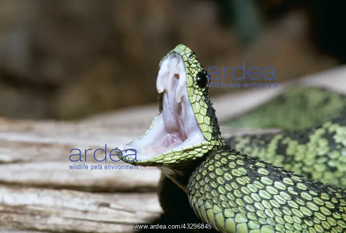 : Black and Green Bush Viper - Threat gape : Black and Green Bush Viper - Threat gape