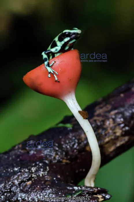 : Black and Green Poison-dart Frog : Black and Green Poison-dart Frog