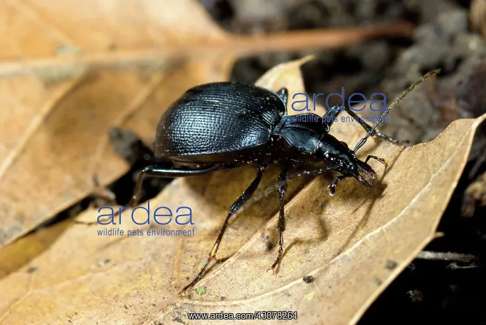 : Black Ground Beetle : Black Ground Beetle