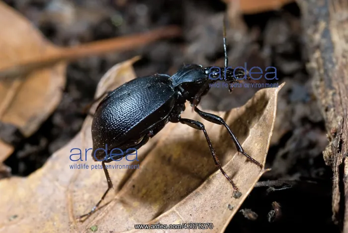 : Black Ground Beetle : Black Ground Beetle