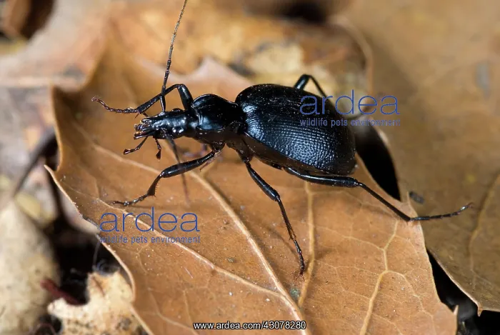 : Black Ground Beetle : Black Ground Beetle