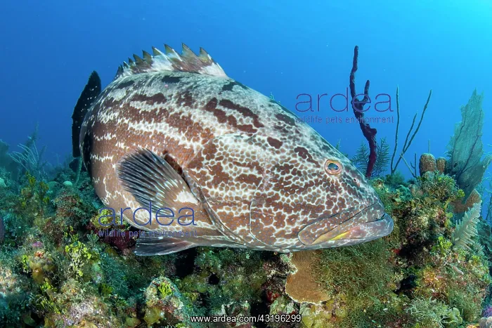: Black Grouper (Mycteroperca bonaci), in the Queens : Black Grouper (Mycteroperca bonaci), in the Queens