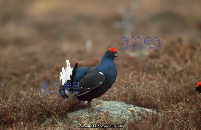  : Black GROUSE