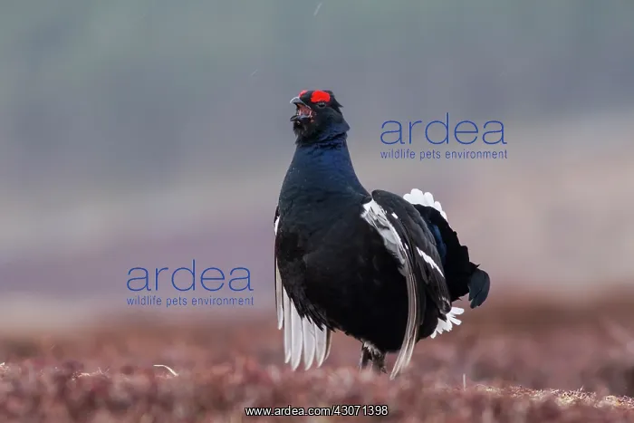 : Black Grouse : Black Grouse
