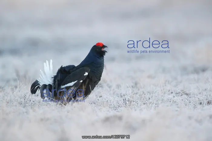 : Black Grouse : Black Grouse