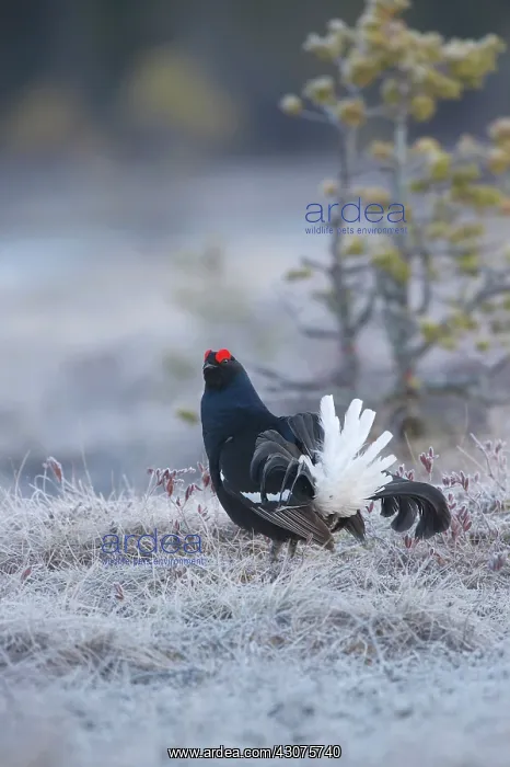  : Black Grouse