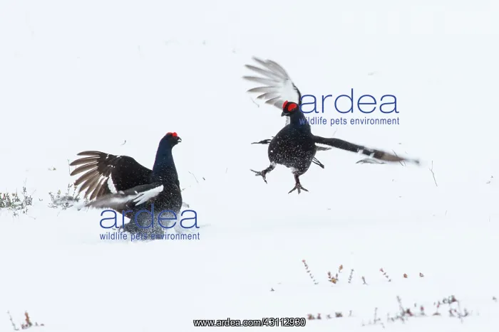 : Black Grouse : Black Grouse