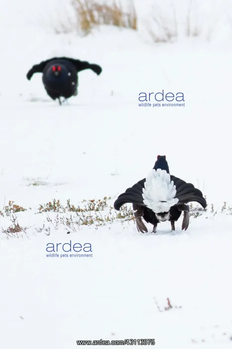 : Black Grouse : Black Grouse