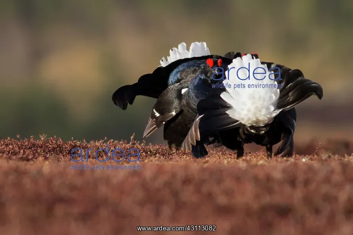 : Black Grouse : Black Grouse