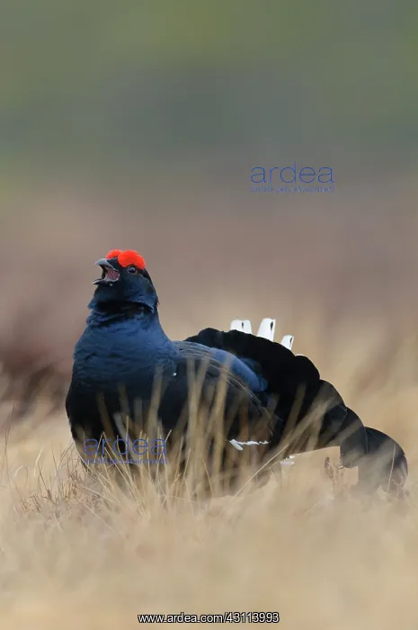  : Black Grouse