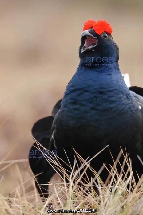 : Black Grouse : Black Grouse