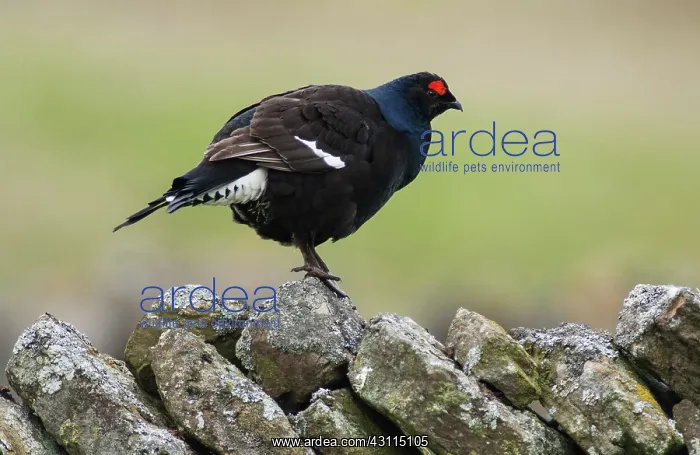 : Black Grouse : Black Grouse