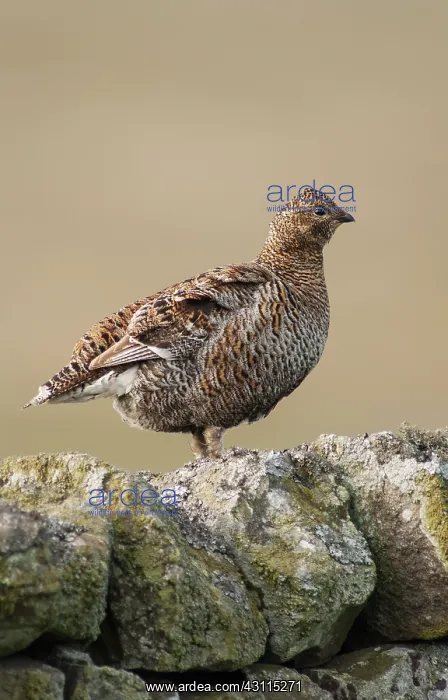 : Black Grouse : Black Grouse