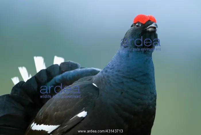 : Black Grouse : Black Grouse