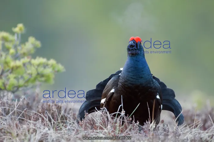 : Black Grouse : Black Grouse