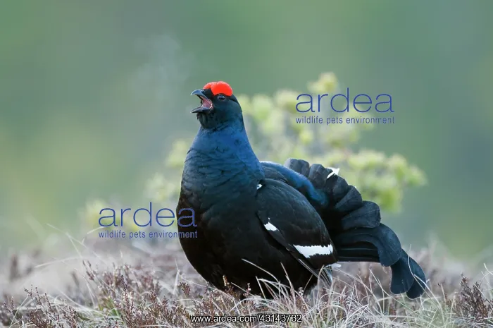 : Black Grouse : Black Grouse