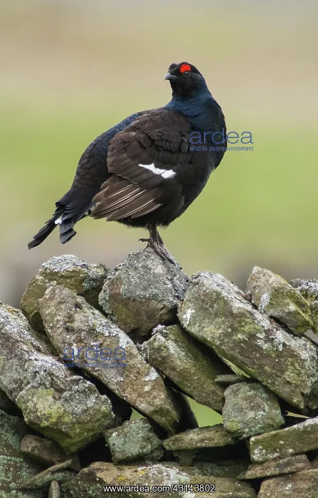 : Black Grouse : Black Grouse